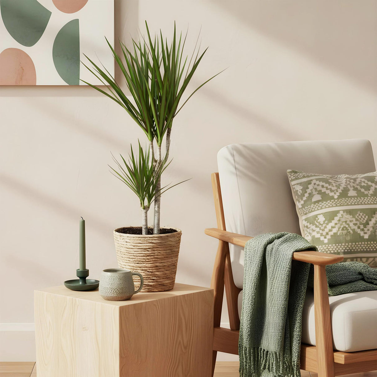 Livraison plante Dracaena Marginata