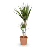 Livraison plante Dracaena Marginata