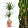 Livraison plante Dracaena Marginata