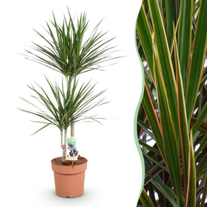 Livraison plante Dracaena Marginata