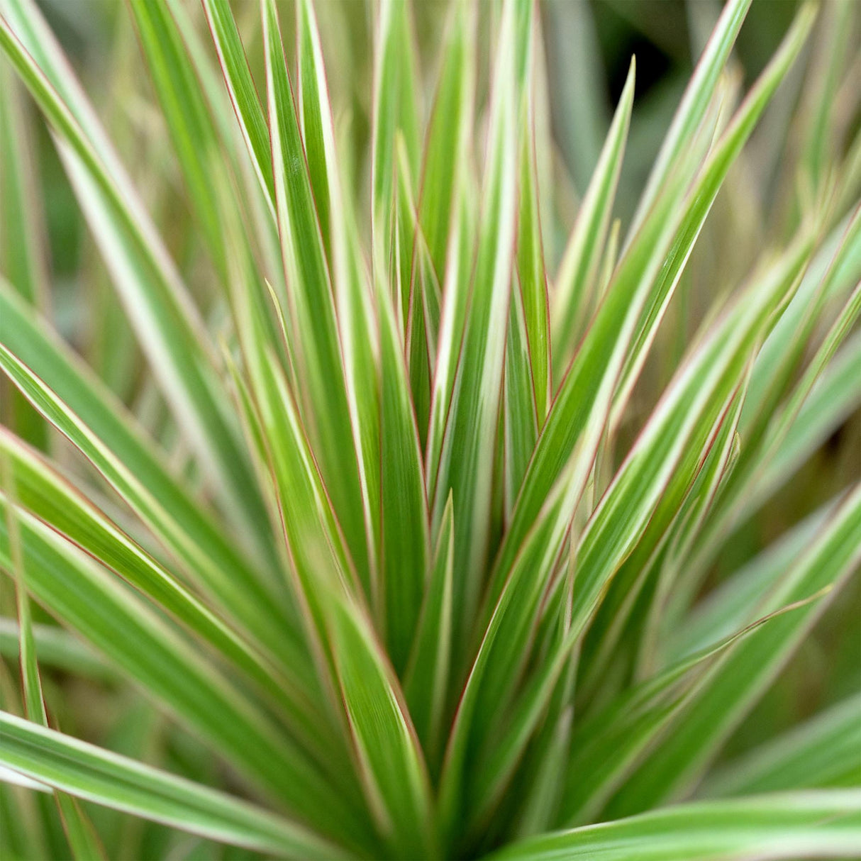 Livraison plante Dracaena Marginata Bicolor