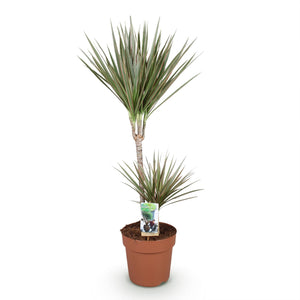 Livraison plante Dracaena Marginata Bicolor