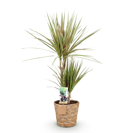 Livraison plante Dracaena Marginata Bicolor et panier H75 cm