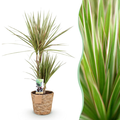 Livraison plante Dracaena Marginata Bicolor et panier H75 cm
