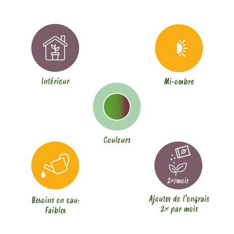 Livraison plante Dracaena Marginata Bicolor – Pot 21 cm – H90 - 100 cm