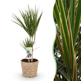 Livraison plante Dracaena Marginata et panier H75cm