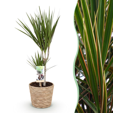 Livraison plante Dracaena Marginata et panier H75cm