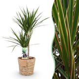 Livraison plante Dracaena Marginata et pot H95 cm