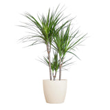 Livraison plante Dracaena Marginata et son pot