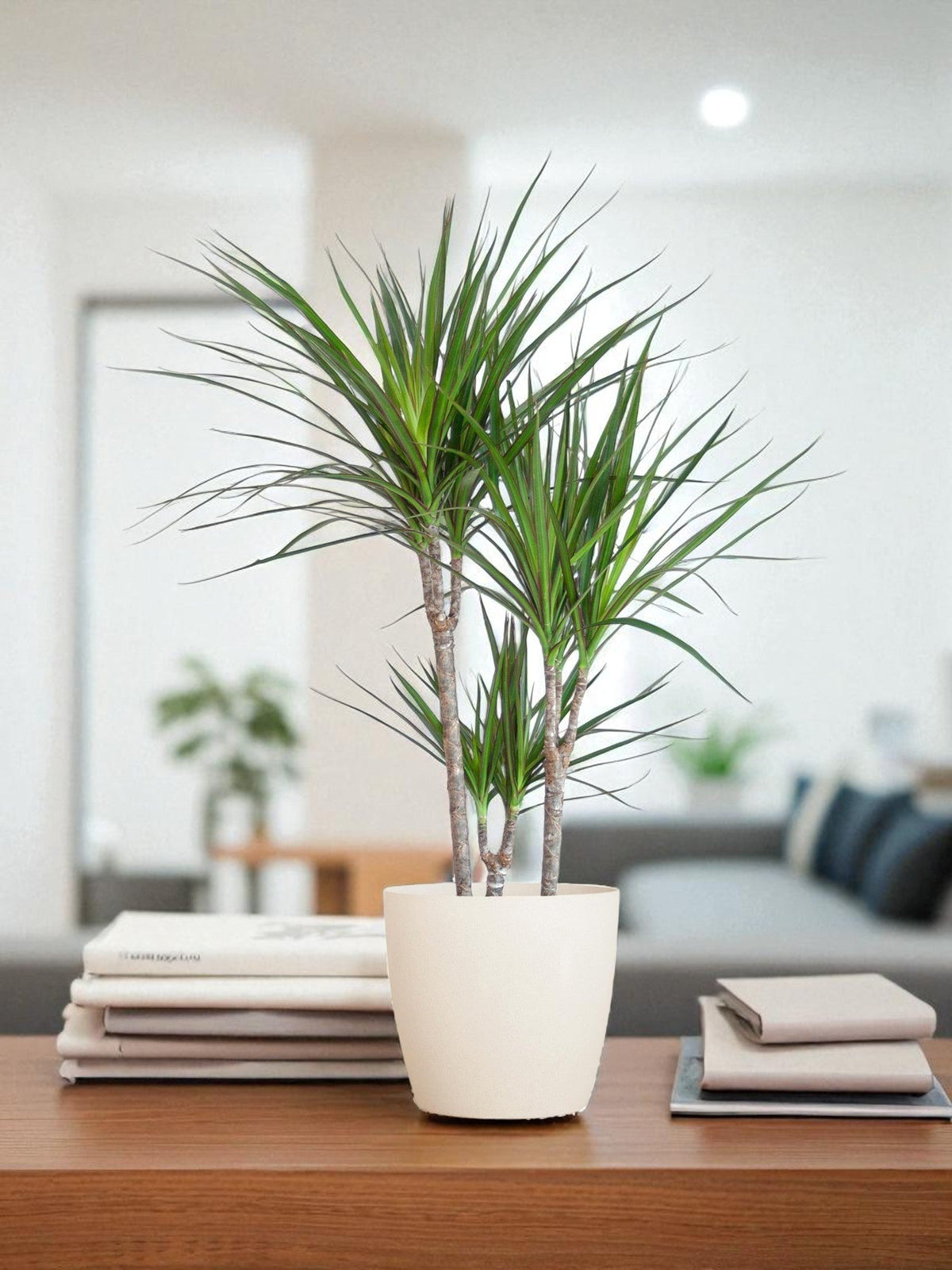 dracaena marginata sol o sombra Dracaena Marginata con su maceta - Planta fácil