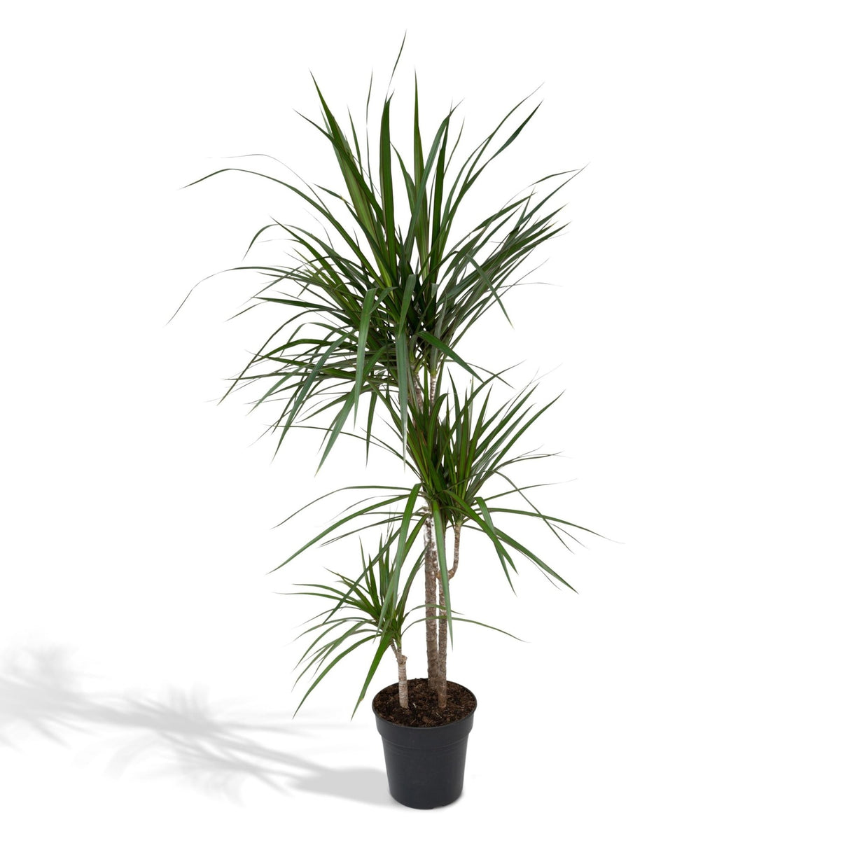 Livraison plante Dracaena Marginata h115cm