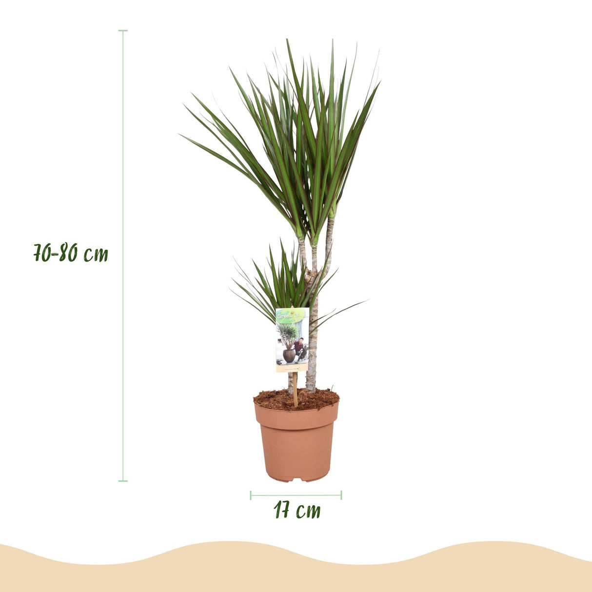 Livraison plante Dracaena Marginata – Lot de 2 – Hauteur 70 - 80 cm