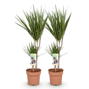 Livraison plante Dracaena Marginata – Lot de 2 – Hauteur 70 - 80 cm