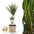 Livraison plante Dracaena Marginata – Lot de 2 – Pot 17 cm – Hauteur 70 - 80 cm