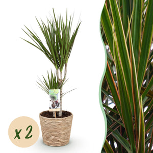 Livraison plante Dracaena Marginata – Lot de 2 – Pot 17 cm – Hauteur 70 - 80 cm
