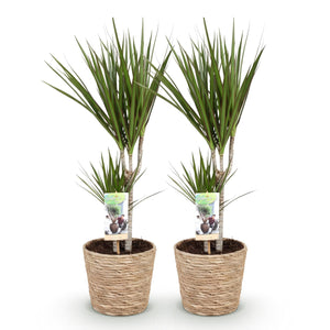 Livraison plante Dracaena Marginata – Lot de 2 – Pot 17 cm – Hauteur 70 - 80 cm