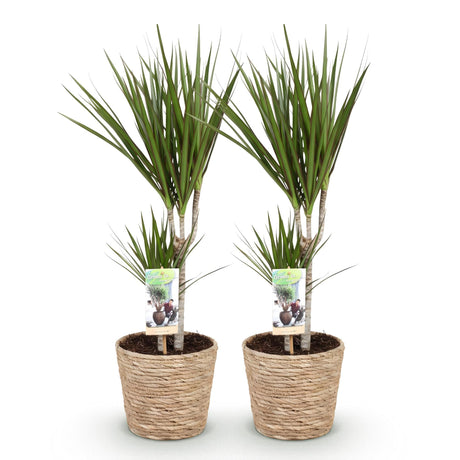 Livraison plante Dracaena Marginata – Lot de 2 – Pot 17 cm – Hauteur 70 - 80 cm