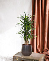 Livraison plante Dracaena Riki