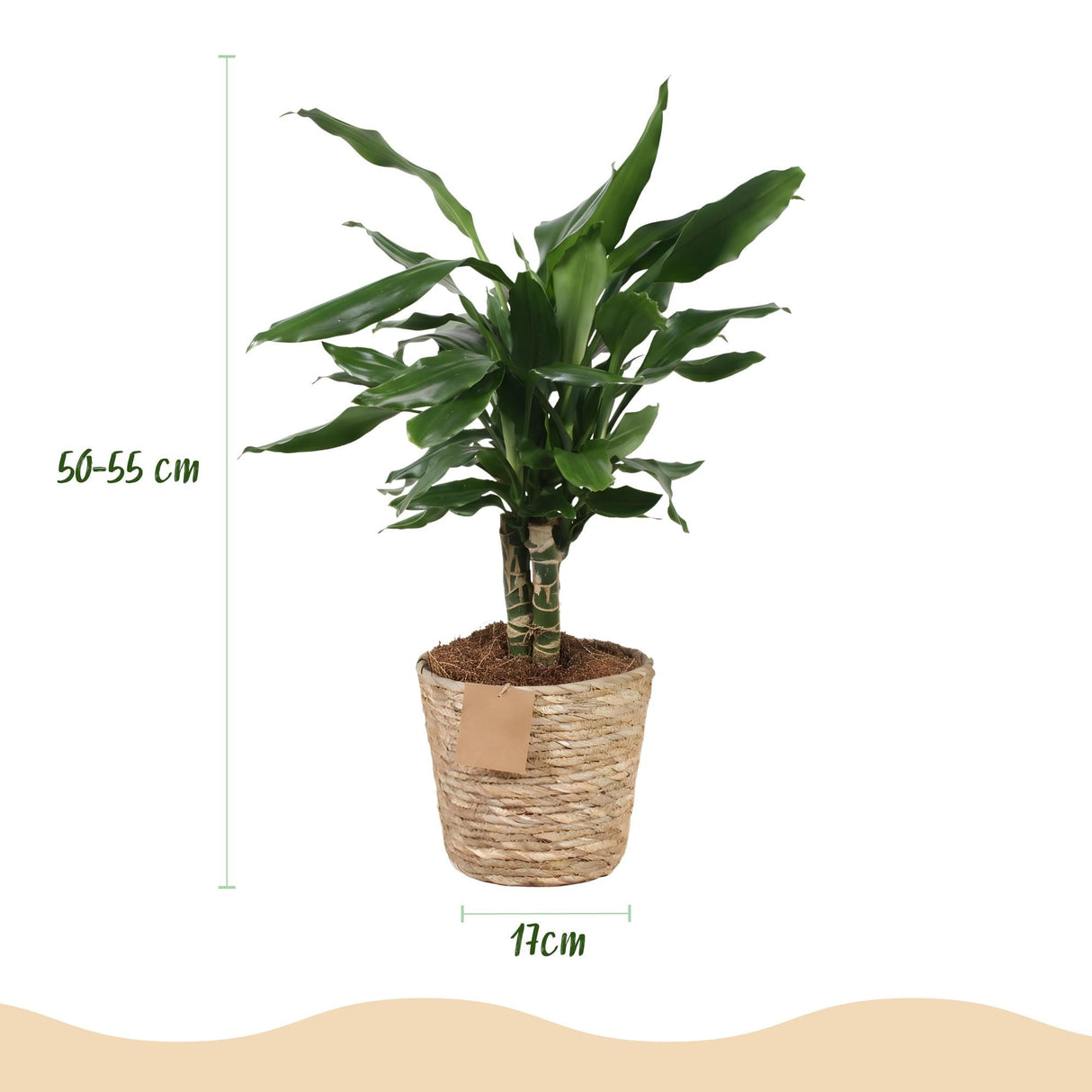 Livraison plante Dracaena Steudneri – Lot de 2 – Pot 17cm – Hauteur 50 - 55cm