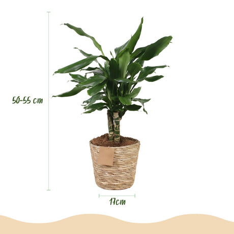 Livraison plante Dracaena Steudneri – Lot de 2 – Pot 17cm – Hauteur 50 - 55cm