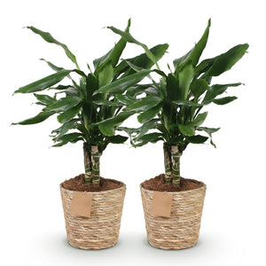 Livraison plante Dracaena Steudneri – Lot de 2 – Pot 17cm – Hauteur 50 - 55cm