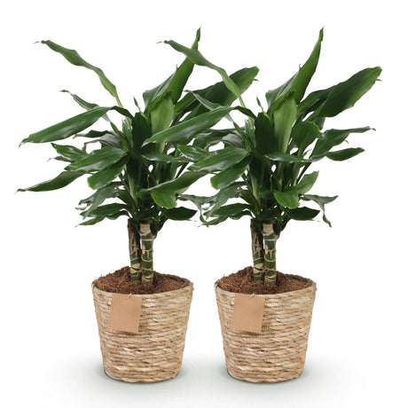 Livraison plante Dracaena Steudneri – Lot de 2 – Pot 17cm – Hauteur 50 - 55cm