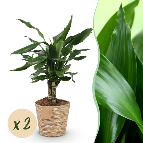 Livraison plante Dracaena Steudneri – Lot de 2 – Pot 17cm – Hauteur 50 - 55cm