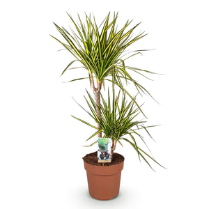 Livraison plante Dracaena Sunray