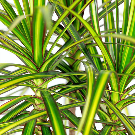 Livraison plante Dracaena Sunray