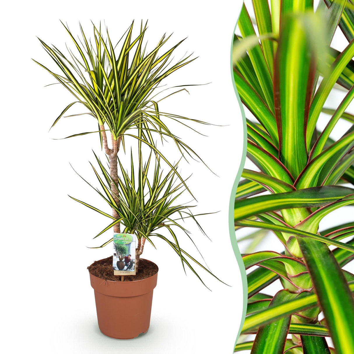 Livraison plante Dracaena Sunray