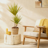 Livraison plante Dracaena Sunray et panier H95cm