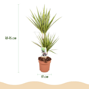 Livraison plante Dracaena Sunray – Lot de 1