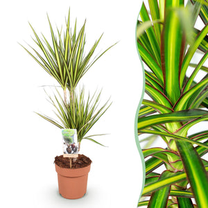 Livraison plante Dracaena Sunray – Lot de 1