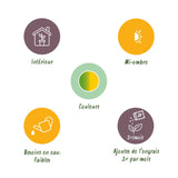 Livraison plante Dracaena Sunray – Lot de 1