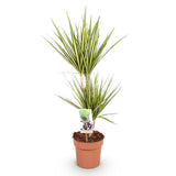Livraison plante Dracaena Sunray – Lot de 1