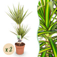 Livraison plante Dracaena Sunray – Lot de 2 – Pot 17 cm – Hauteur 70 - 75 cm