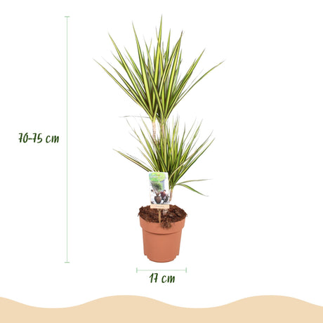 Livraison plante Dracaena Sunray – Lot de 2 – Pot 17 cm – Hauteur 70 - 75 cm