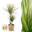 Livraison plante Dracaena Sunray – Lot de 2 – Pot 17 cm – Hauteur 70 - 75 cm
