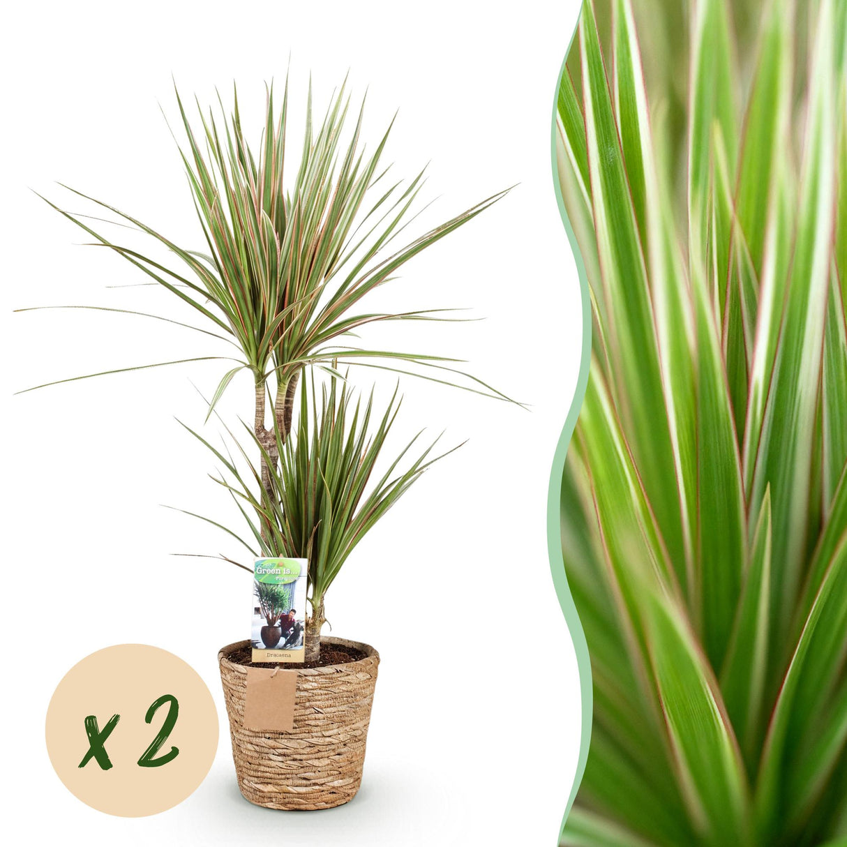 Livraison plante Dracaena Sunray – Lot de 2 – Pot 17 cm – Hauteur 70 - 75 cm