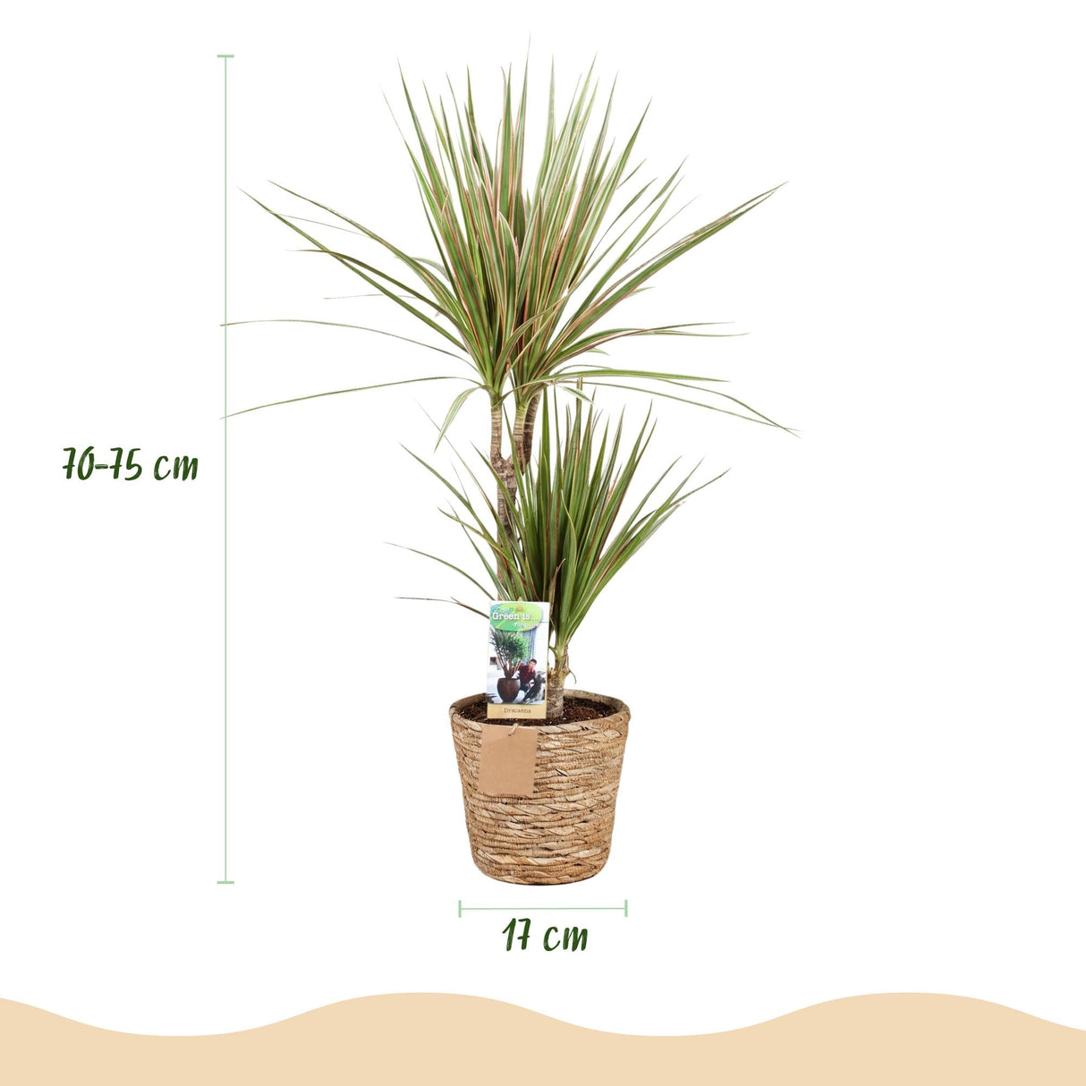 Livraison plante Dracaena Sunray – Lot de 2 – Pot 17 cm – Hauteur 70 - 75 cm