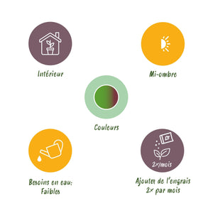 Livraison plante Dracaena Sunray – Lot de 2 – Pot 17 cm – Hauteur 70 - 75 cm