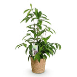 Livraison plante Dracaena surculosa et panier H65 cm