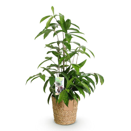 Livraison plante Dracaena surculosa et panier H65 cm