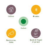 Livraison plante Dracaena surculosa et panier H65 cm