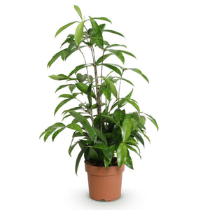 Livraison plante Dracaena surculosa – Lot de 1 – Pot 17 cm – Hauteur 60 - 70 cm