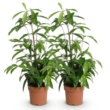 Livraison plante Dracaena surculosa – Lot de 2 – Hauteur 60 - 70 cm