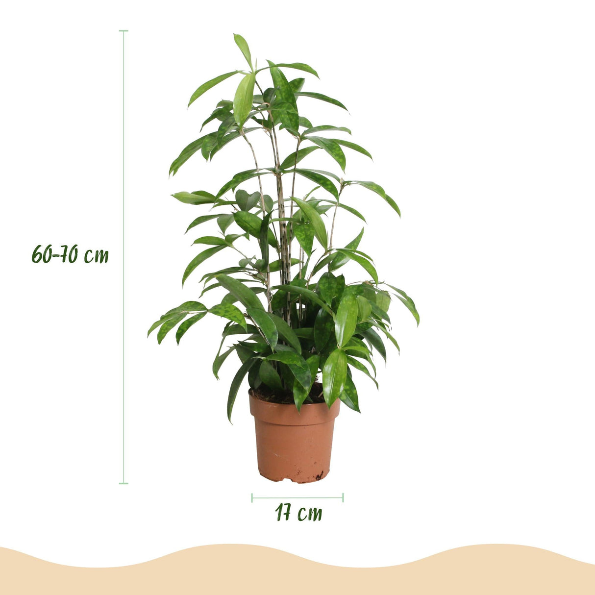 Livraison plante Dracaena surculosa – Lot de 2 – Hauteur 60 - 70 cm