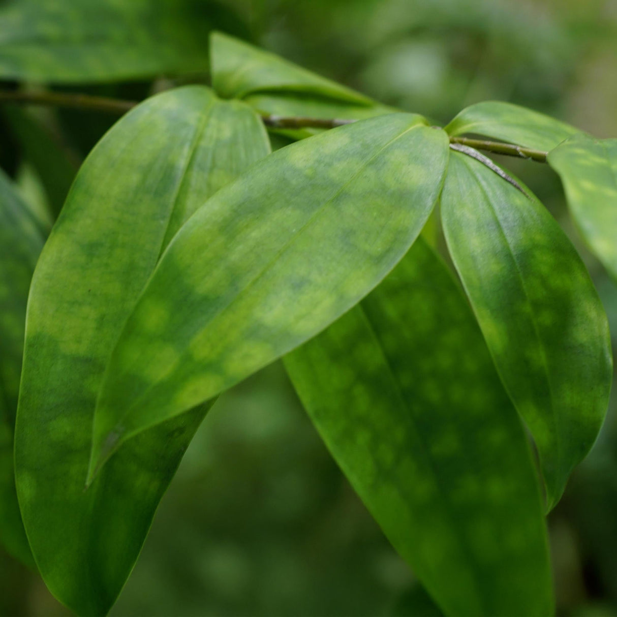 Livraison plante Dracaena surculosa – Lot de 2 – Hauteur 60 - 70 cm