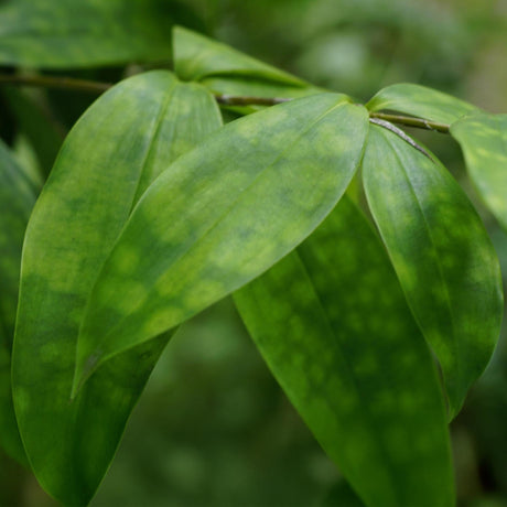 Livraison plante Dracaena surculosa – Lot de 2 – Hauteur 60 - 70 cm