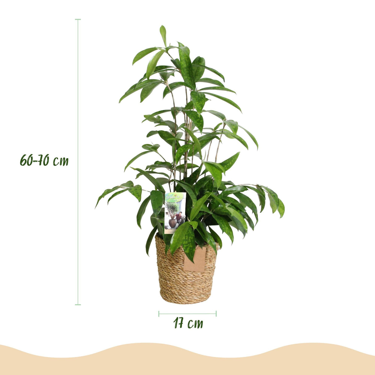 Livraison plante Dracaena surculosa – Lot de 2 – Pot 17 cm – Hauteur 60 - 70 cm